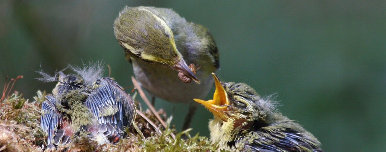Почему он не хочет лечиться? Можно ли его заставить?